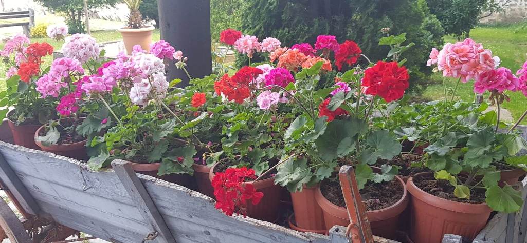 Разнообразни цветя и подправки с отлично качество предлага общинското дружество Паркстрой